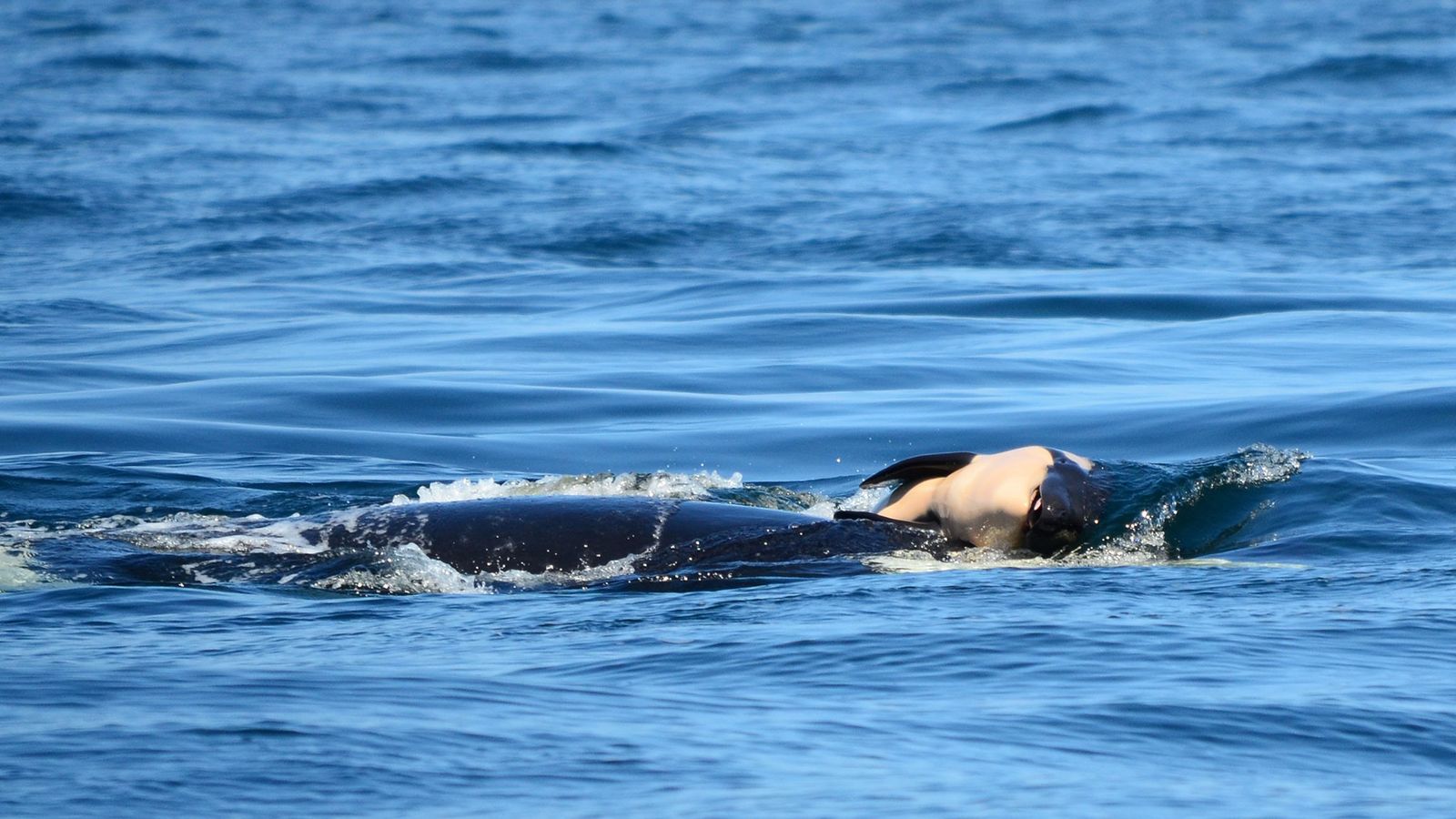 Detail Killer Whale Website Mouse Nomer 42