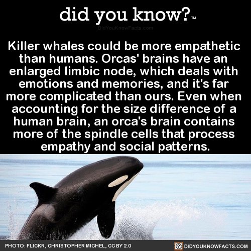 Detail Killer Whale Website Mouse Nomer 46