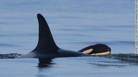 Detail Killer Whale Website Mouse Nomer 50