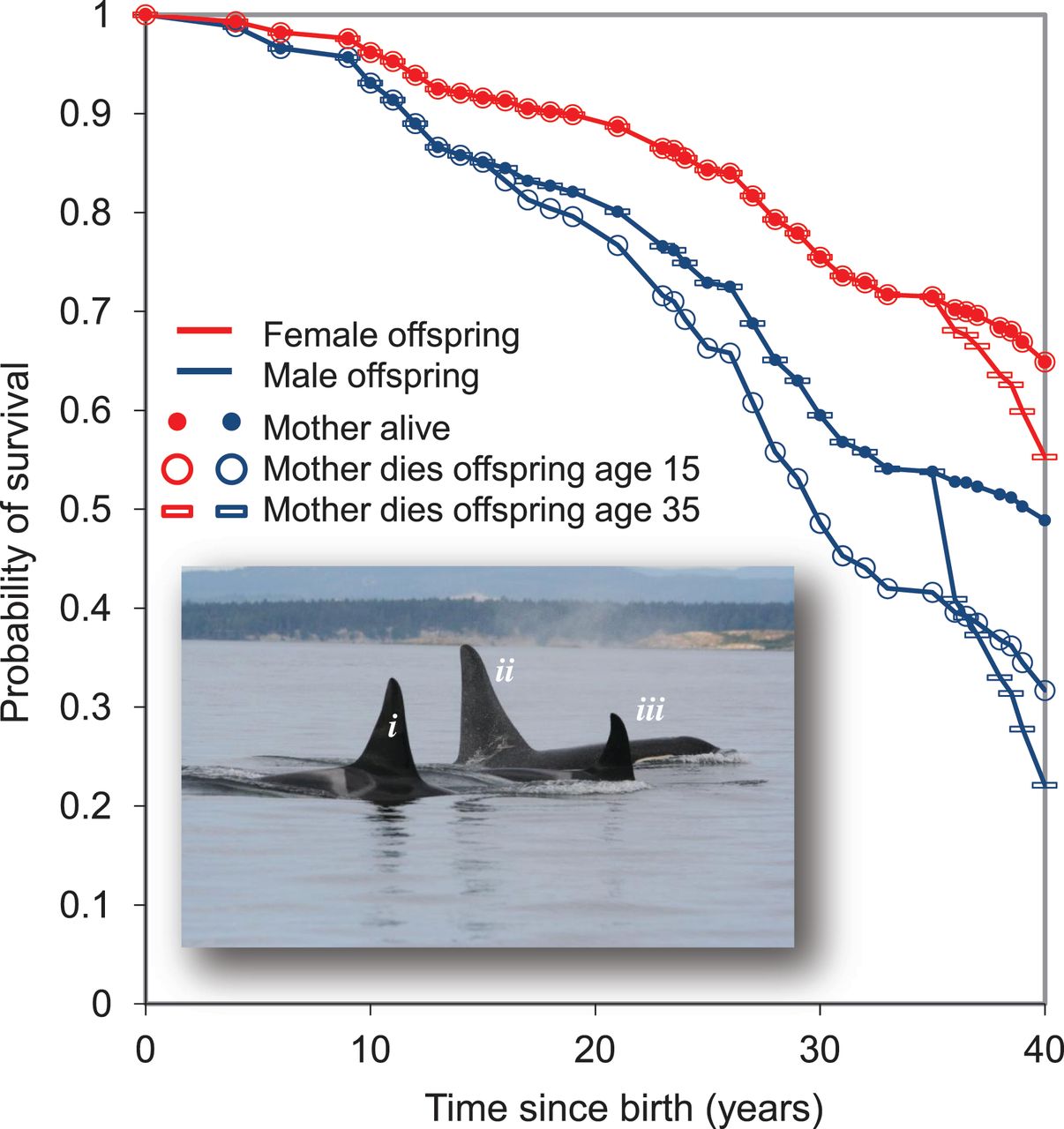 Detail Killer Whale Website Mouse Nomer 53