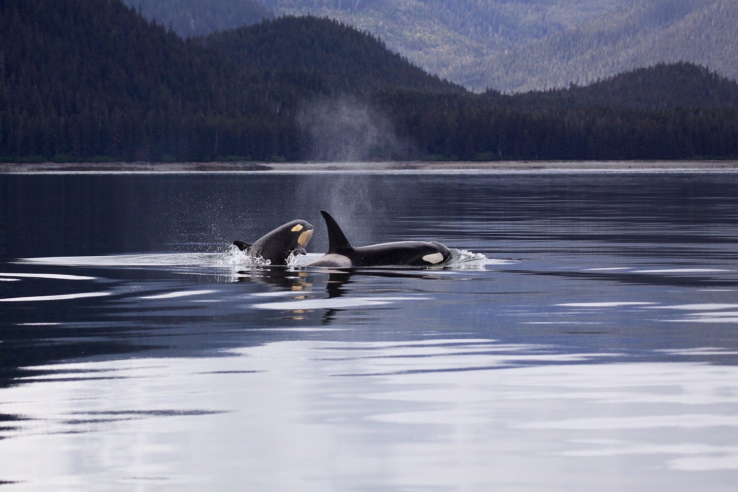 Detail Killer Whale Website Mouse Nomer 54