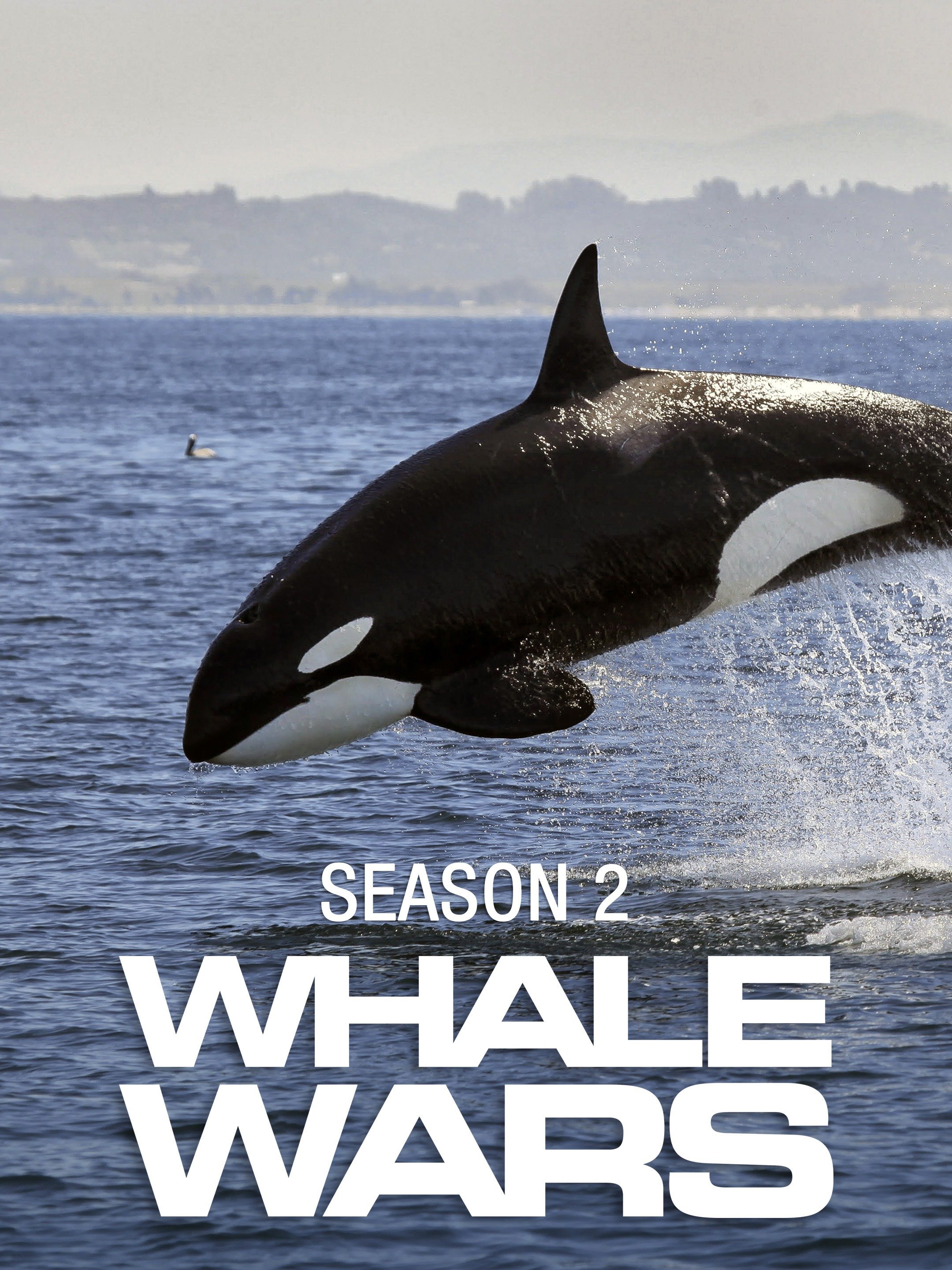 Detail Killer Whale Witcher 3 Nomer 21