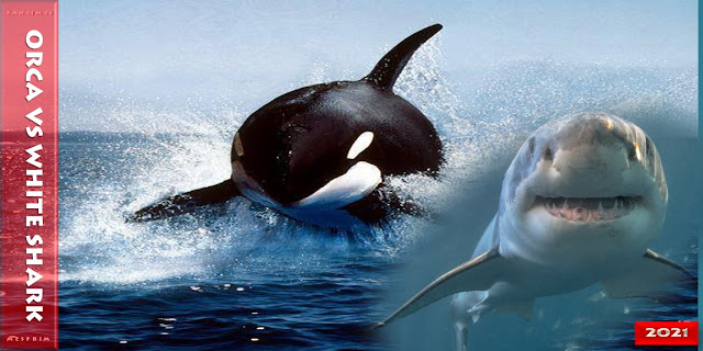 Detail Killer Whale Witcher 3 Nomer 31