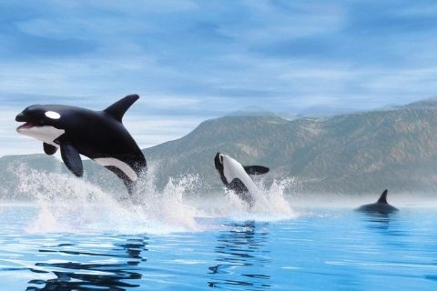 Detail Killer Whale Witcher 3 Nomer 44