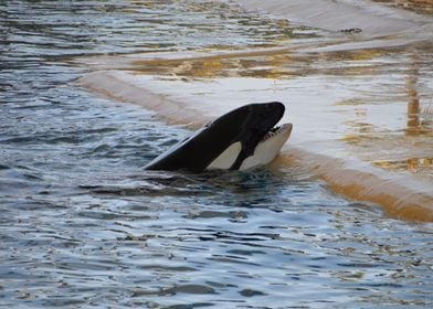 Detail Killer Whale Witcher 3 Nomer 52