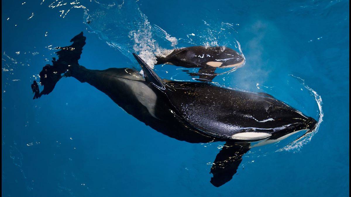 Detail Killerwhale Images Nomer 31