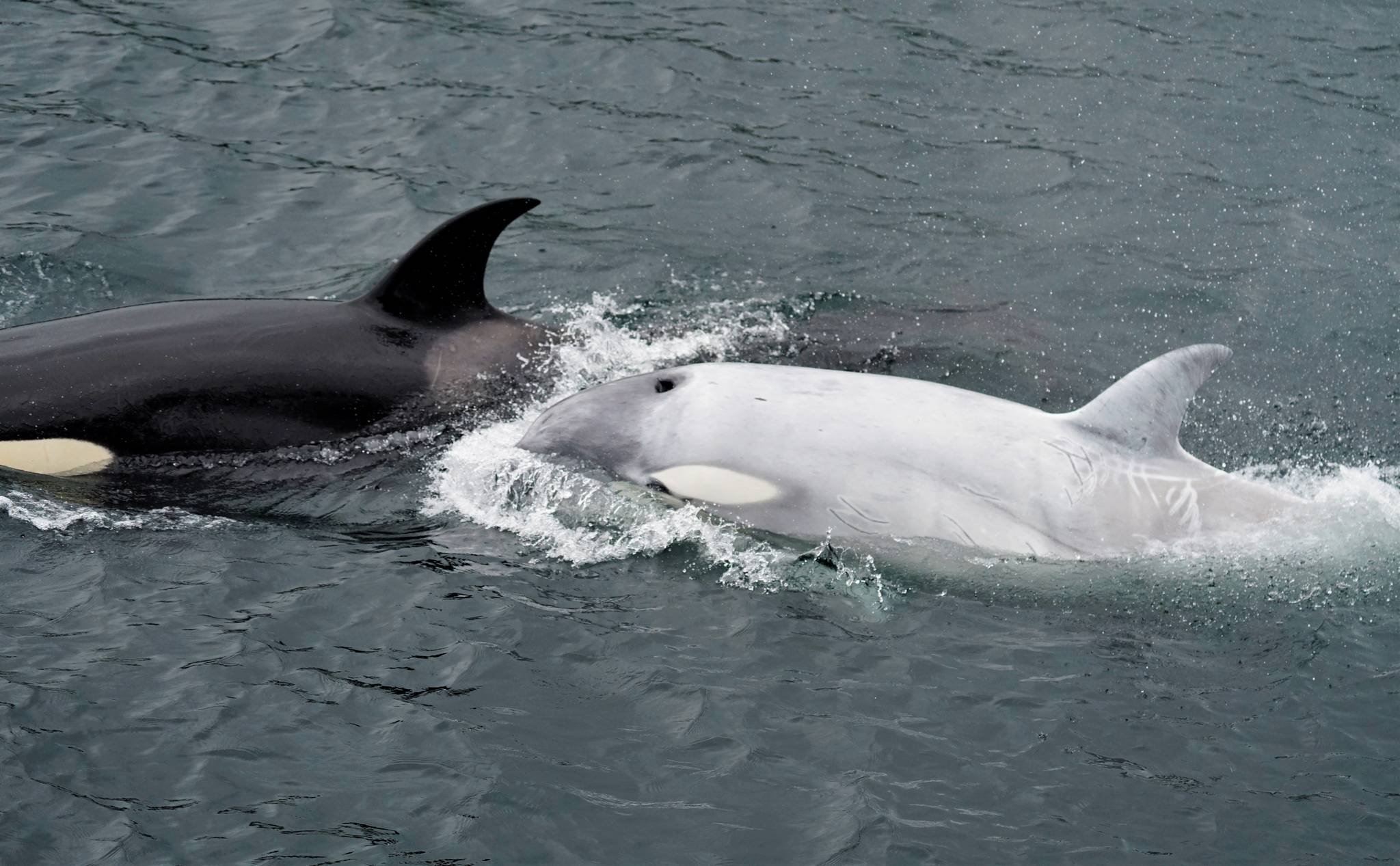 Detail Killerwhale Images Nomer 32