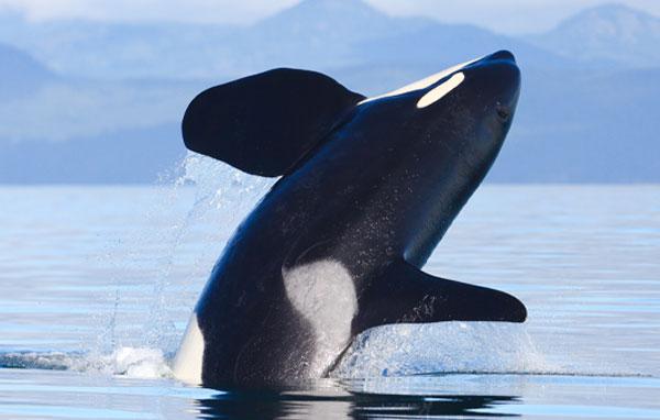 Detail Killerwhale Images Nomer 52