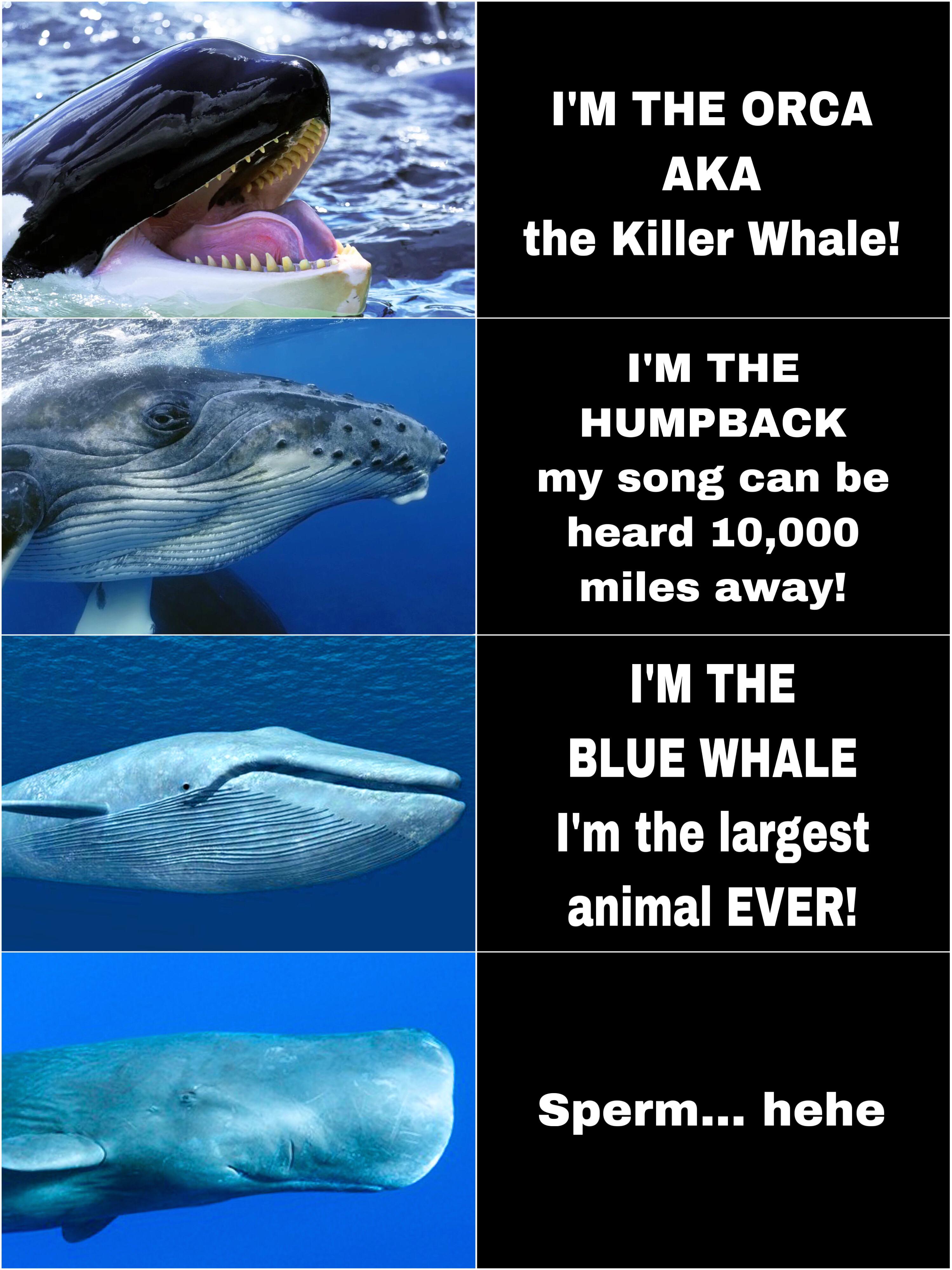 Detail Kim Kardashian Whale Meme Nomer 39