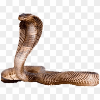 Detail King Cobra Clip Art Nomer 42