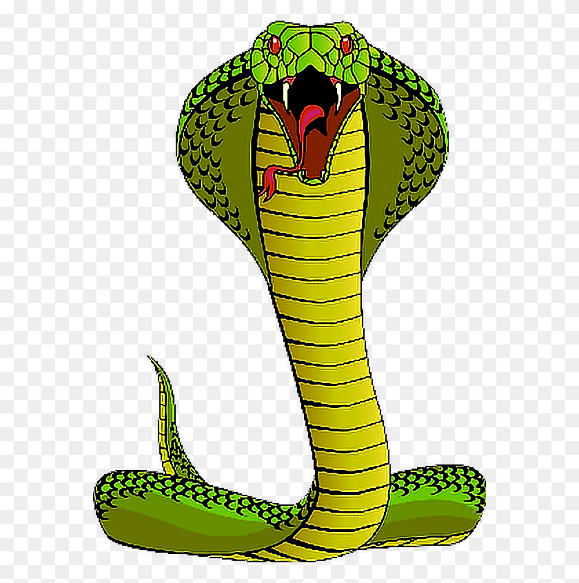 Detail King Cobra Clipart Nomer 10