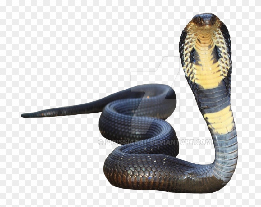 Detail King Cobra Clipart Nomer 34