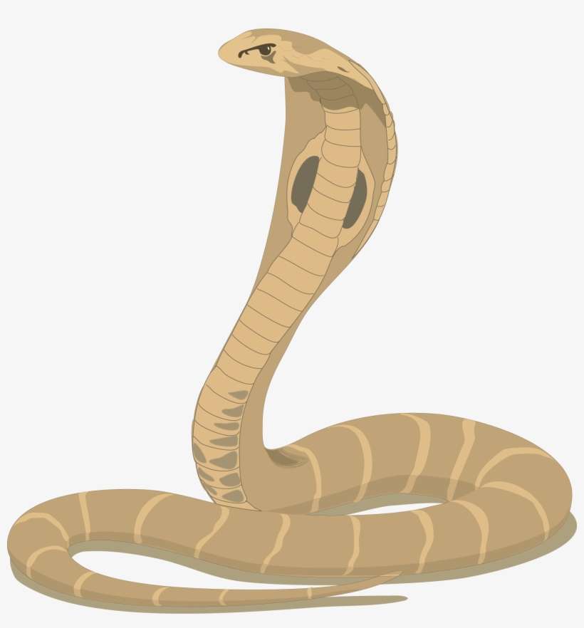 Detail King Cobra Clipart Nomer 7