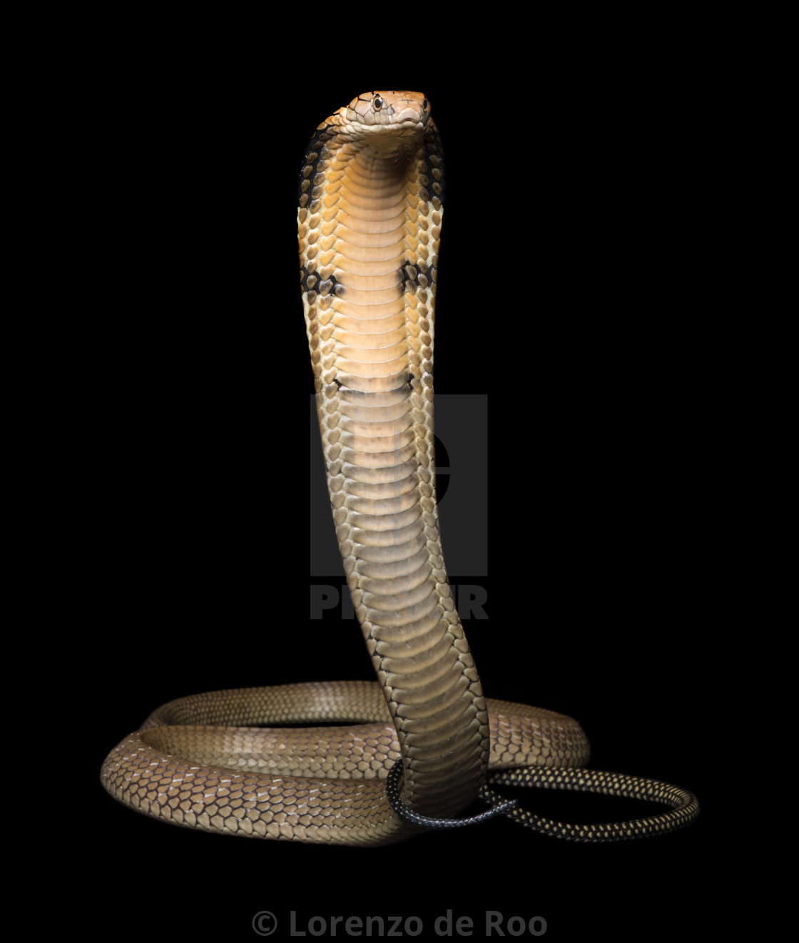 Detail King Cobra Download Nomer 2