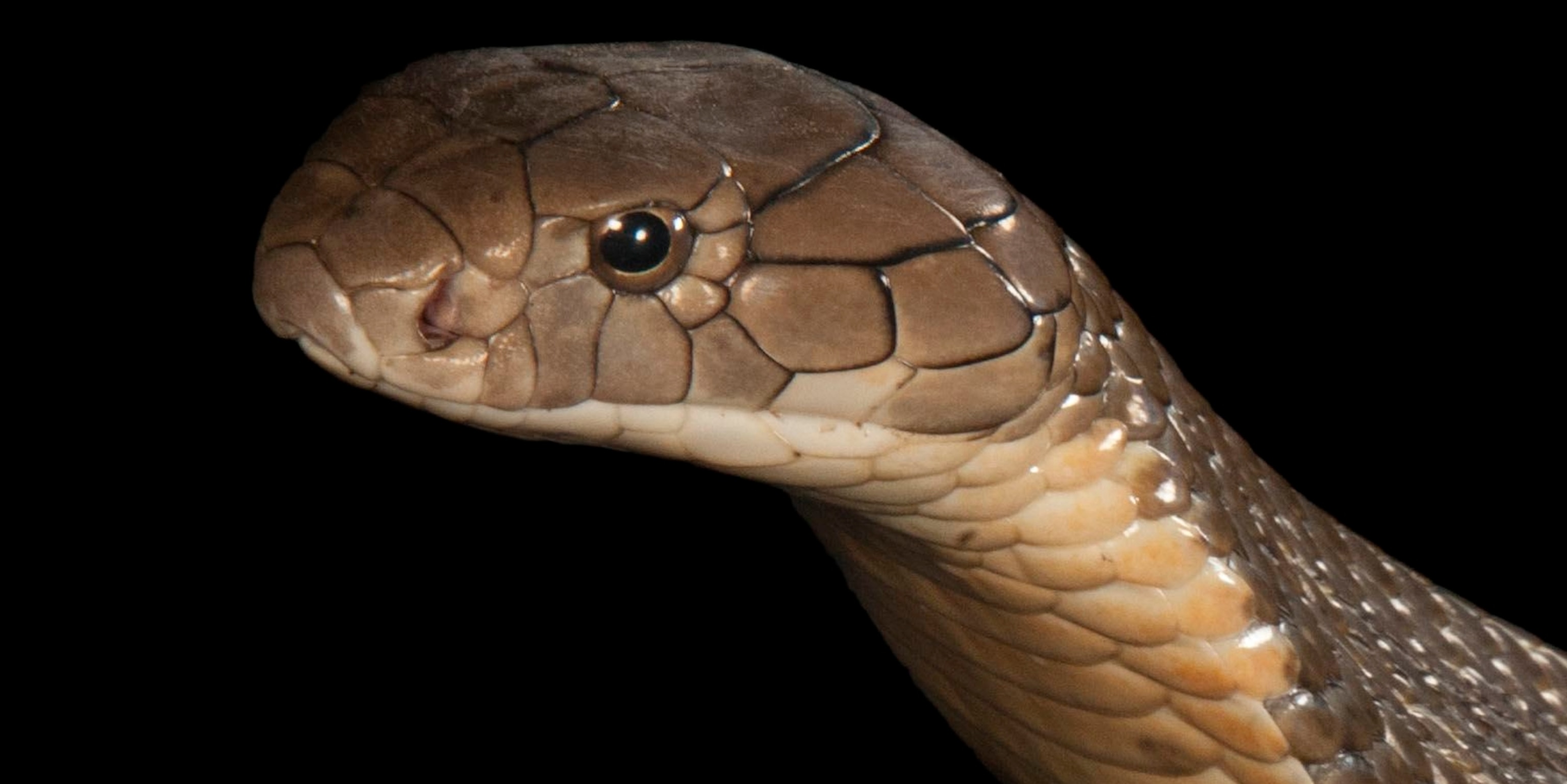 Detail King Cobra Images Nomer 3
