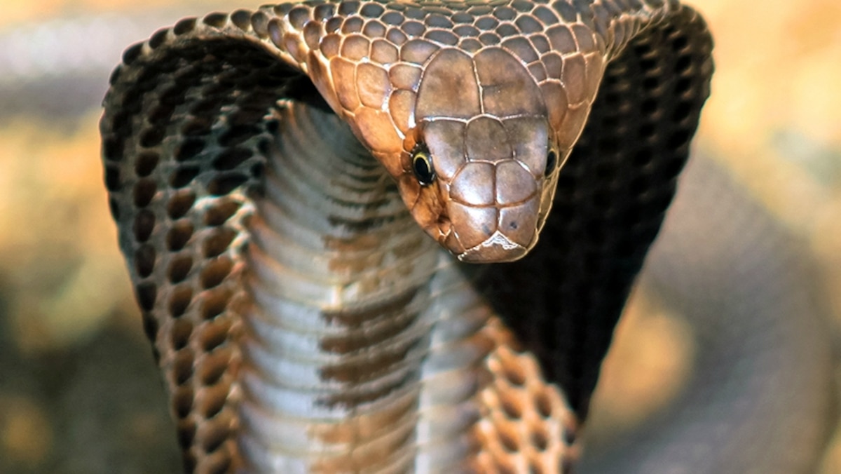 Detail King Cobra Images Nomer 4