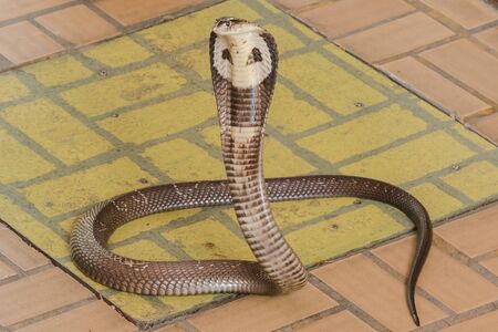 Detail King Cobra Images Nomer 41