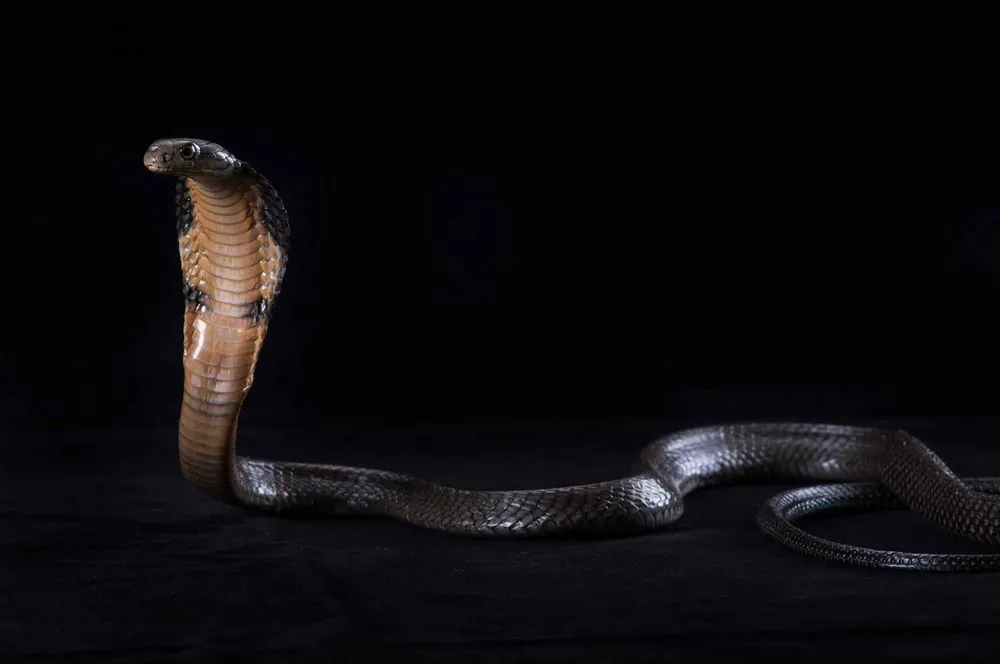 Detail King Cobra Images Nomer 43