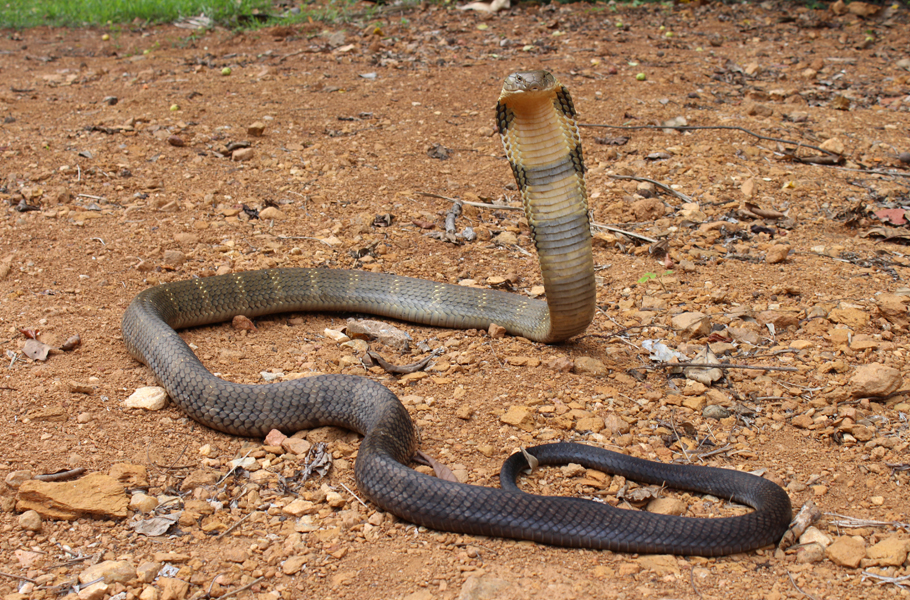 Detail King Cobra Images Nomer 10