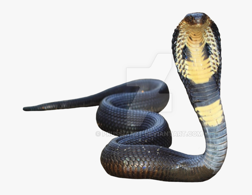 King Cobra Png - KibrisPDR