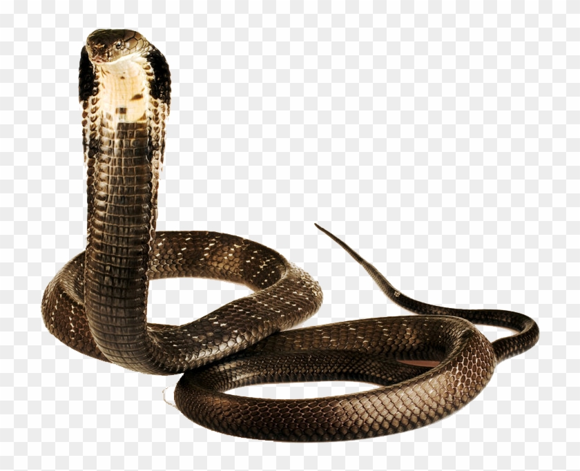 Detail King Cobra Png Nomer 2