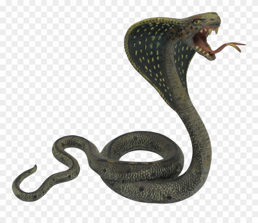 Detail King Cobra Png Nomer 13