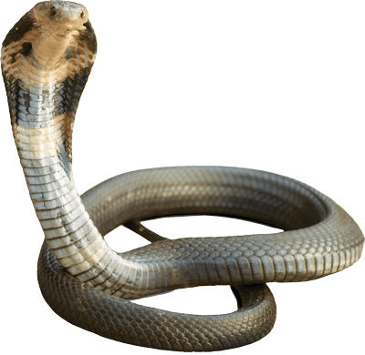 Detail King Cobra Png Nomer 14