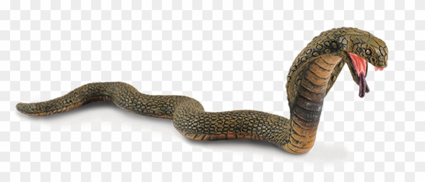 Detail King Cobra Png Nomer 15