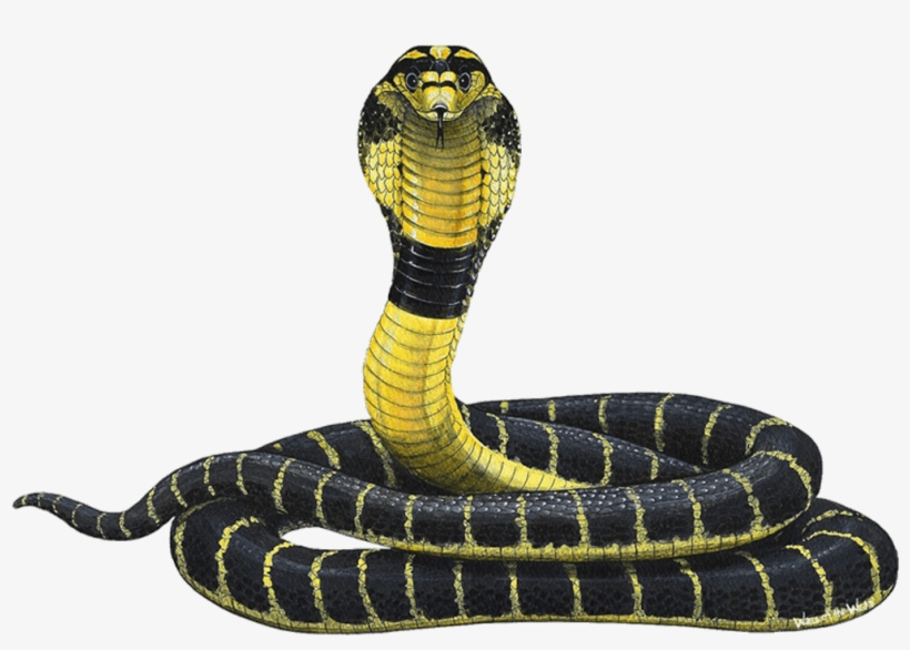 Detail King Cobra Png Nomer 16
