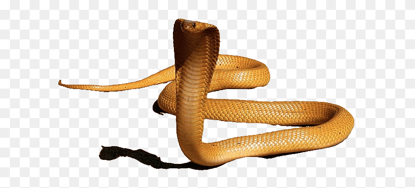 Detail King Cobra Png Nomer 20