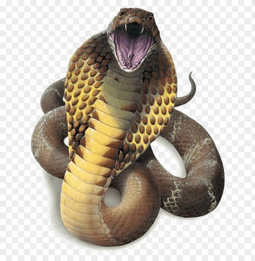 Detail King Cobra Png Nomer 3