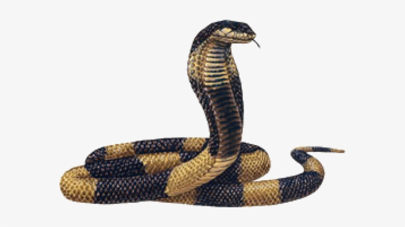 Detail King Cobra Png Nomer 4