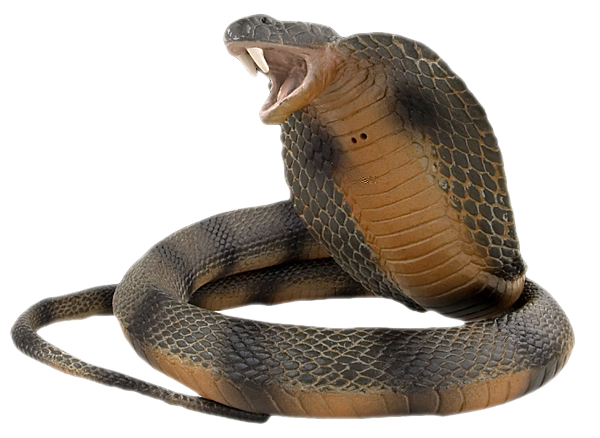 Detail King Cobra Png Nomer 32