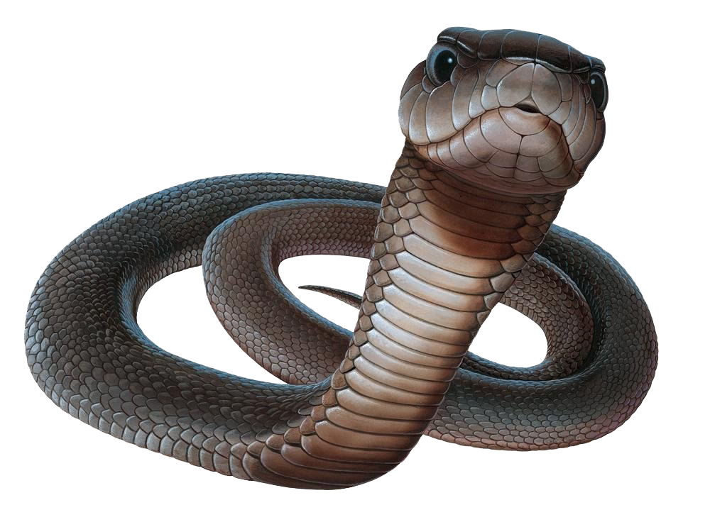 Detail King Cobra Png Nomer 33