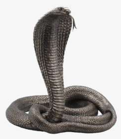 Detail King Cobra Png Nomer 41