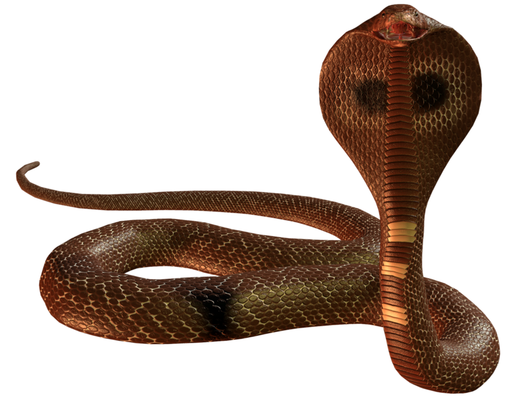 Detail King Cobra Png Nomer 43