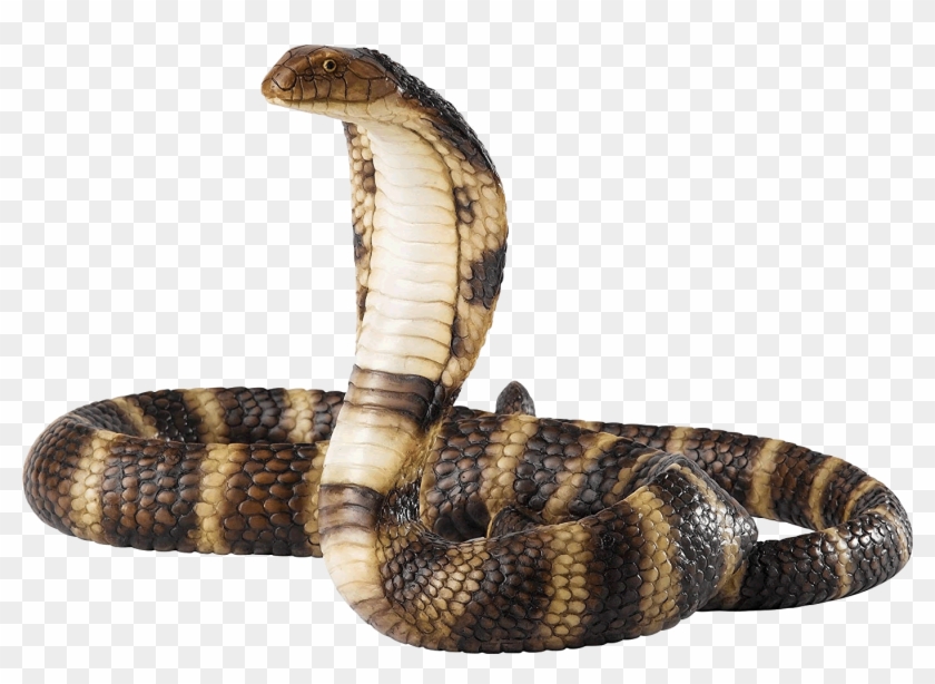 Detail King Cobra Png Nomer 6