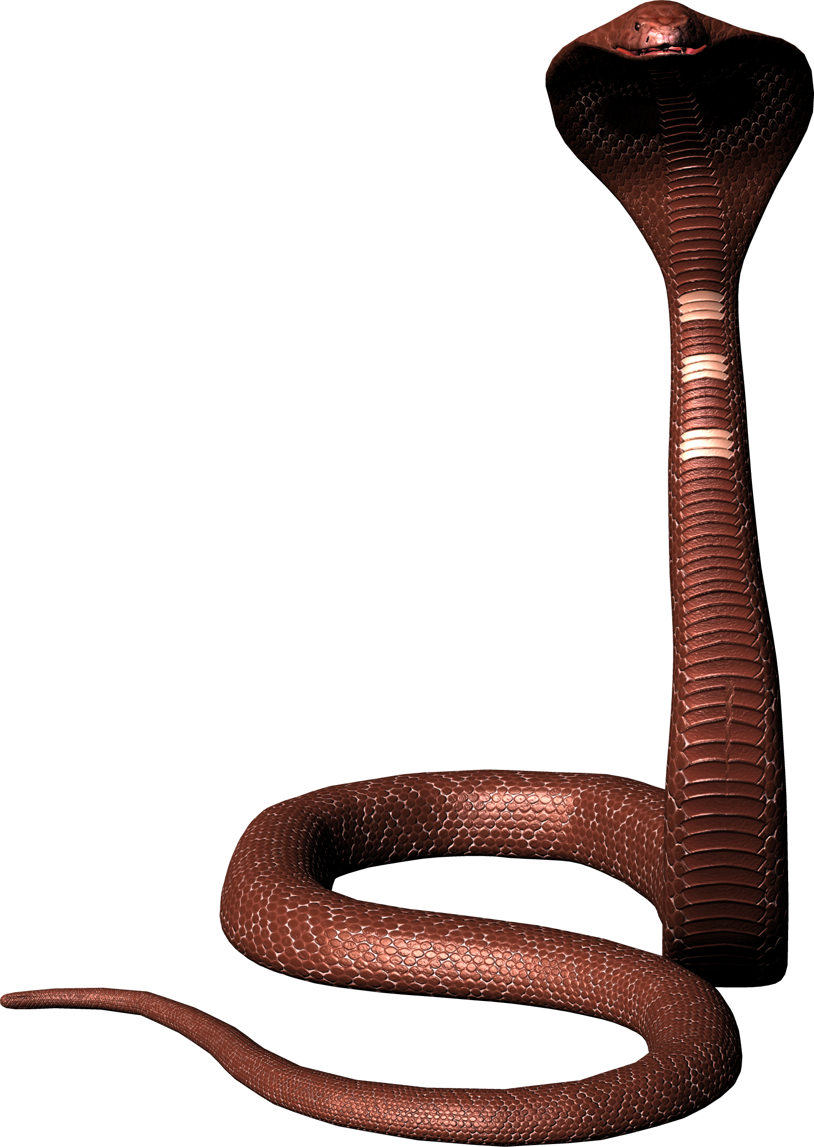Detail King Cobra Png Nomer 52