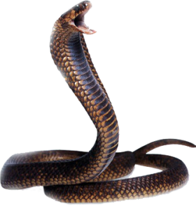 Detail King Cobra Png Nomer 55