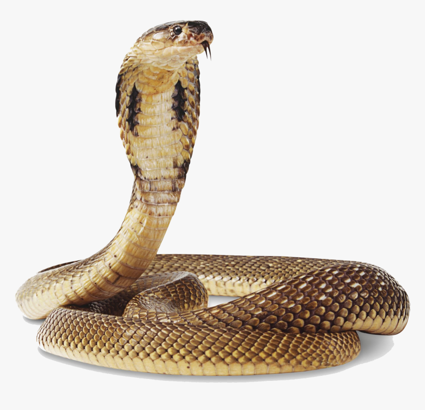 Detail King Cobra Png Nomer 9