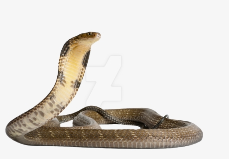 Detail King Cobra Png Nomer 10