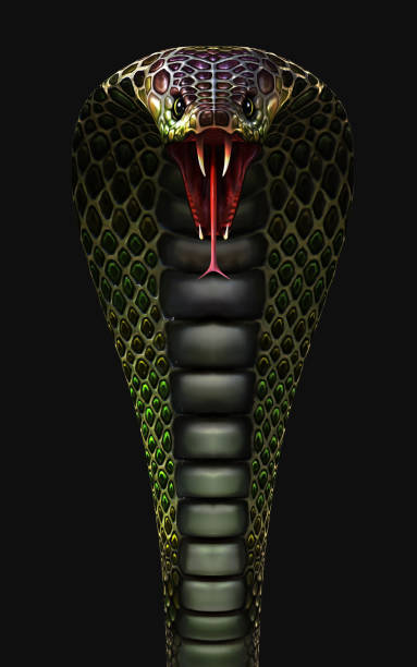 Detail King Cobra Snake Images Nomer 13