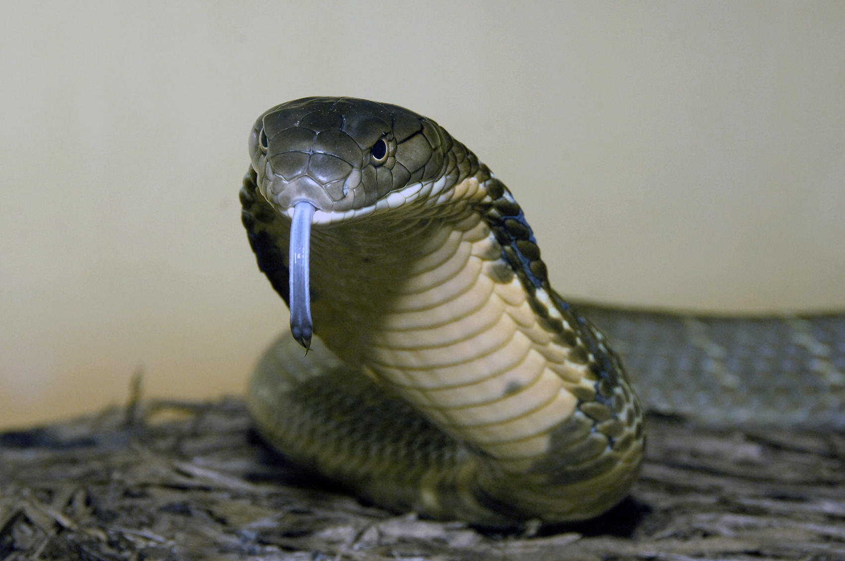 Detail King Cobra Snake Images Nomer 15