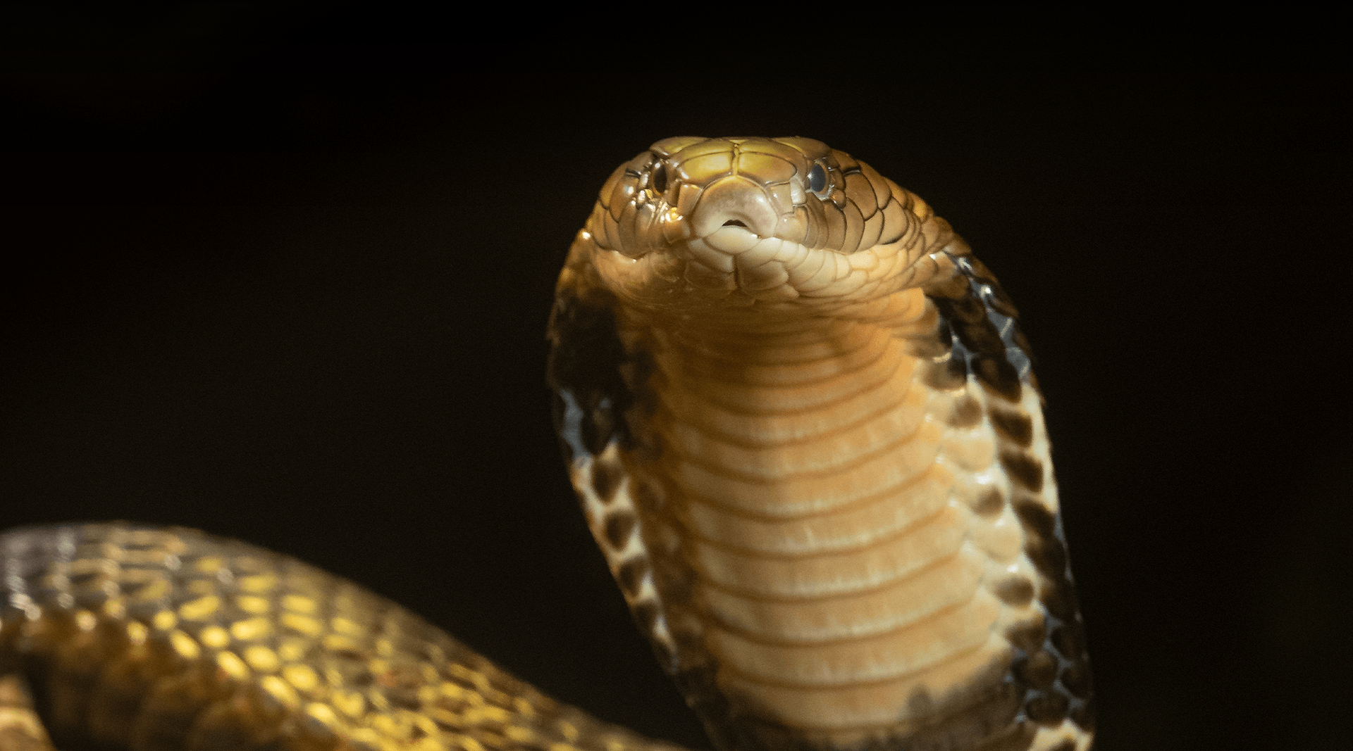 Detail King Cobra Snake Images Nomer 16