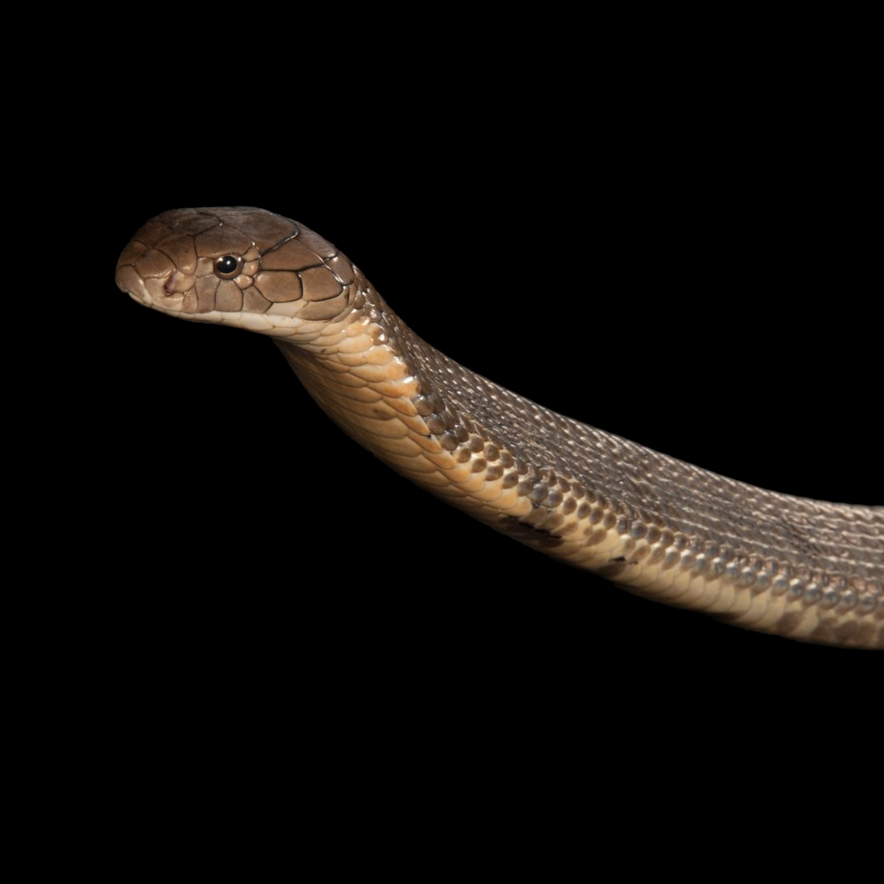 Detail King Cobra Snake Images Nomer 25