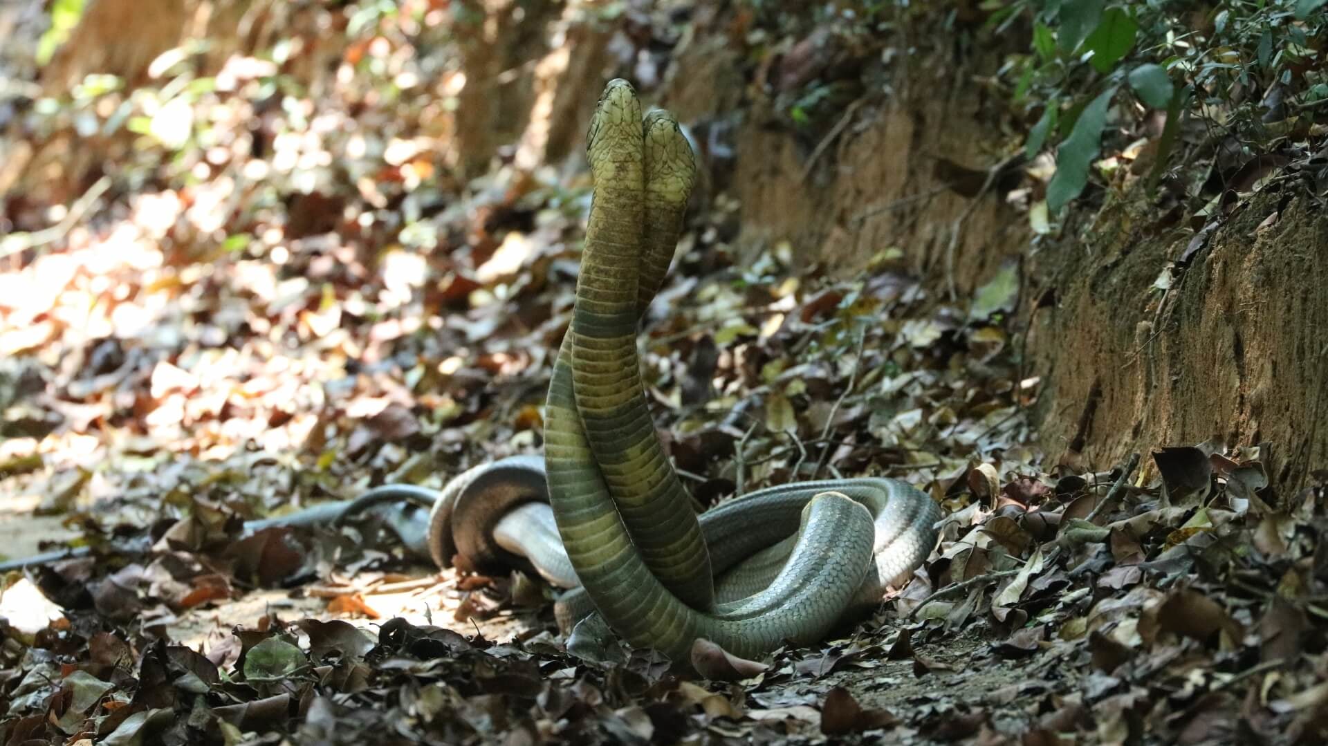 Detail King Cobra Snake Images Nomer 27