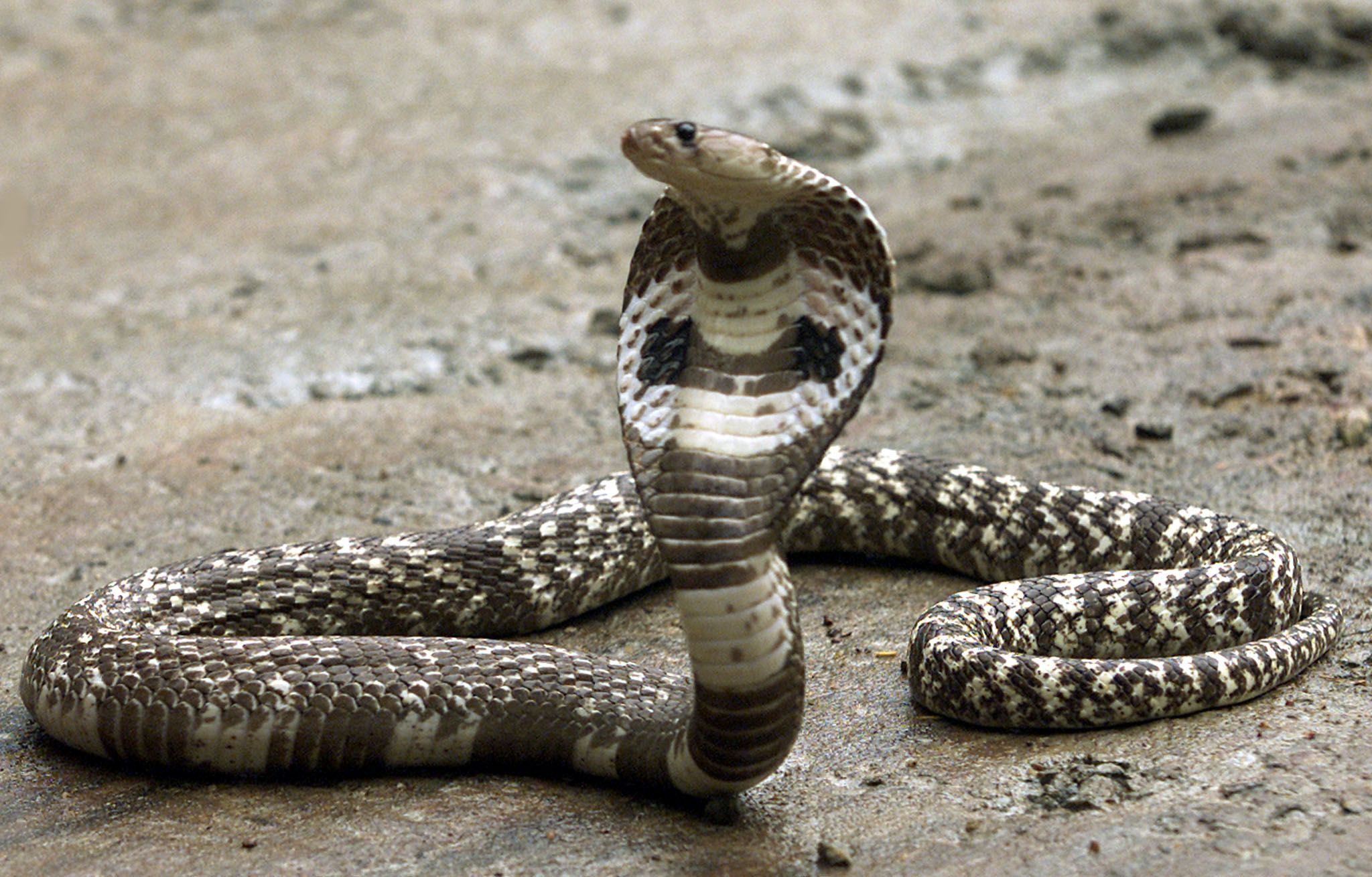 Detail King Cobra Snake Images Nomer 45