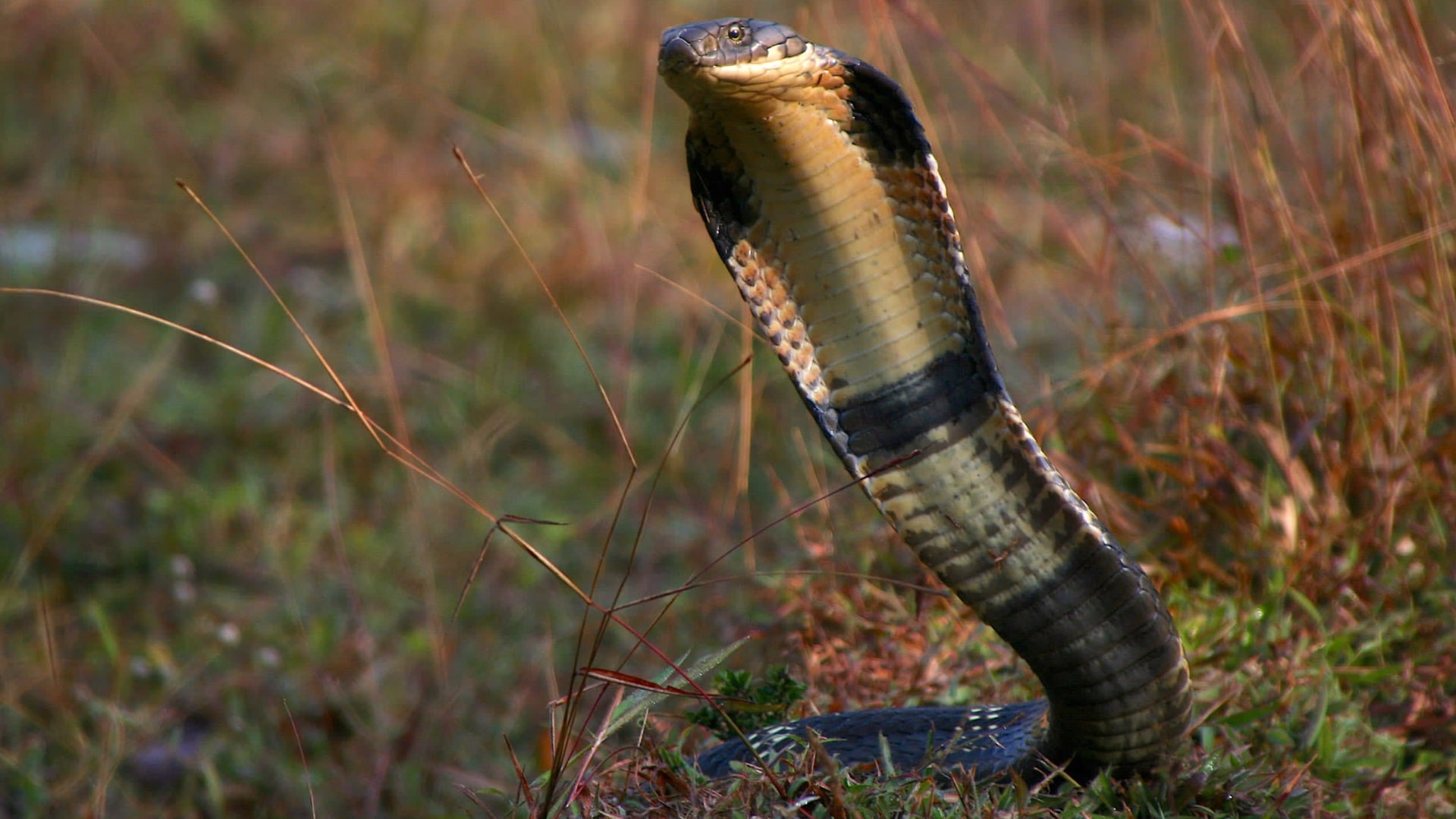 Detail King Cobra Snake Images Nomer 49