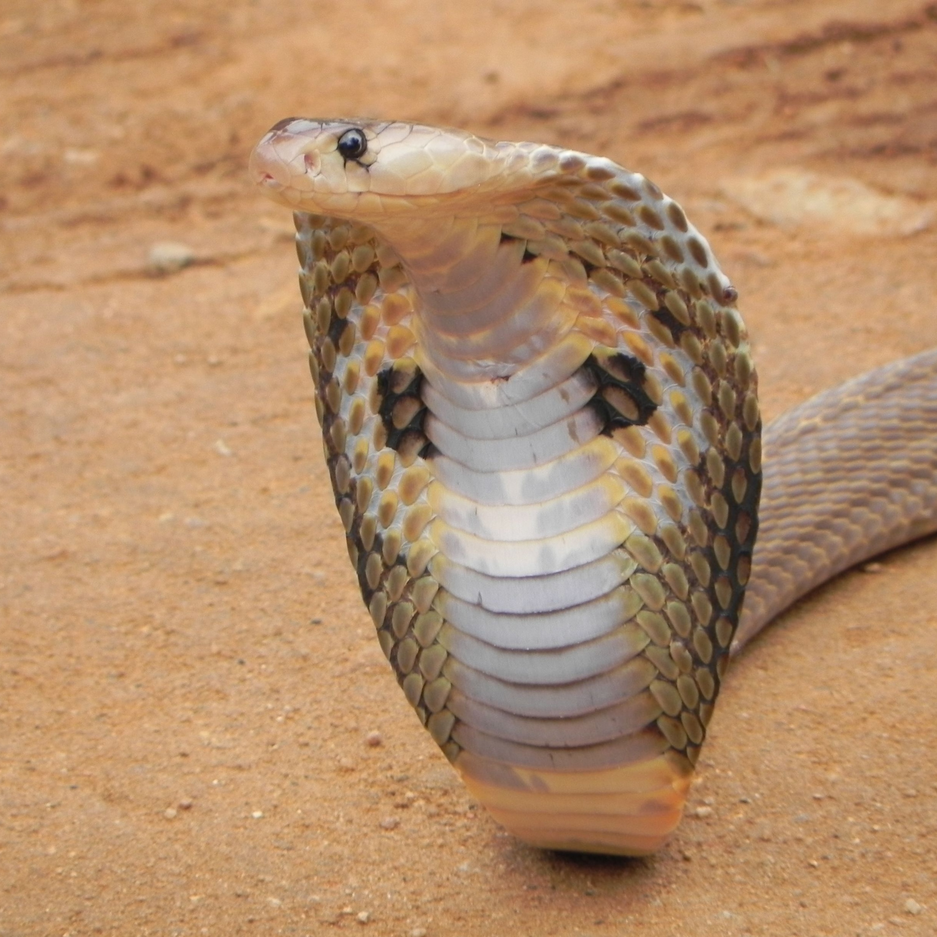 Detail King Cobra Snake Images Nomer 7