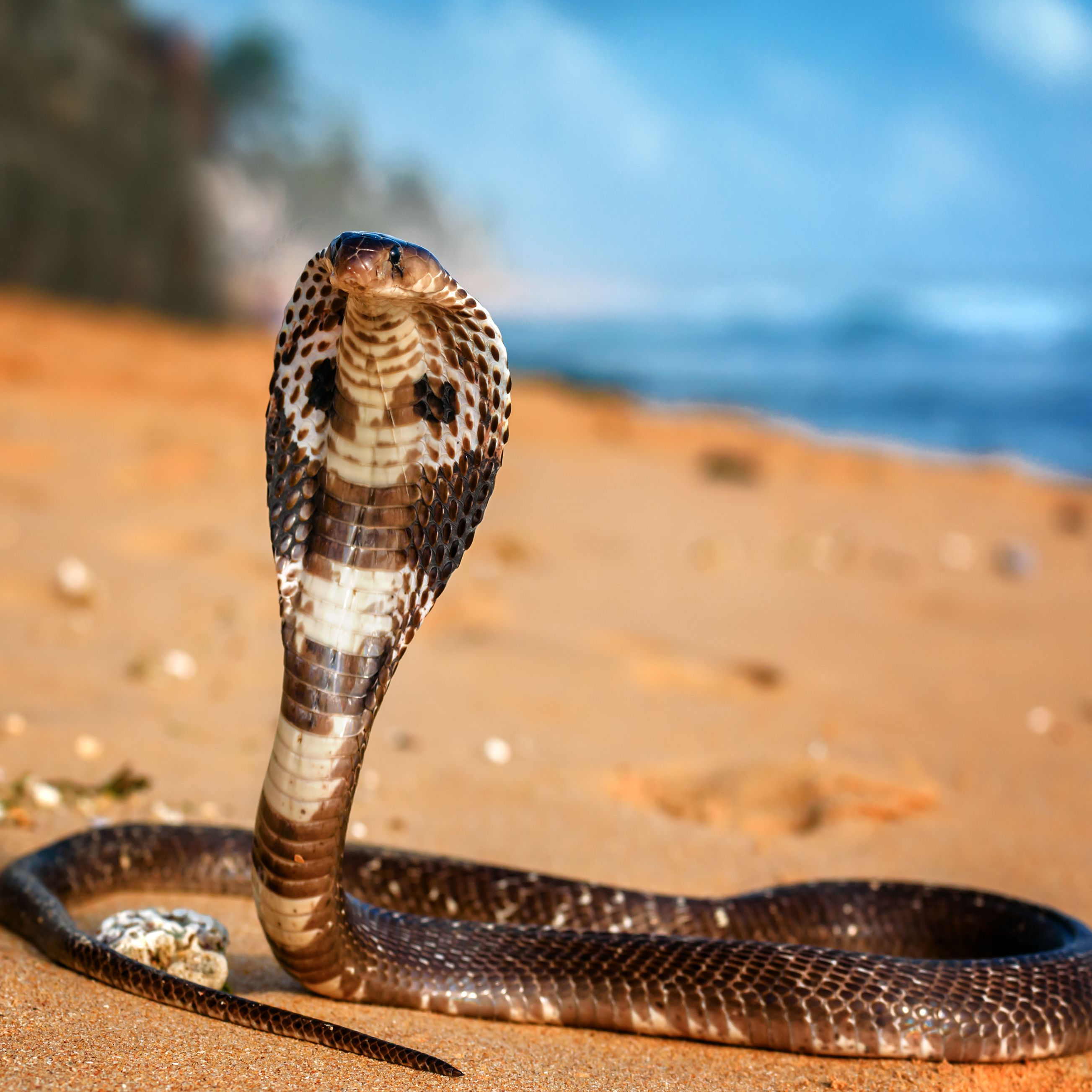 King Cobra Snake Photo - KibrisPDR